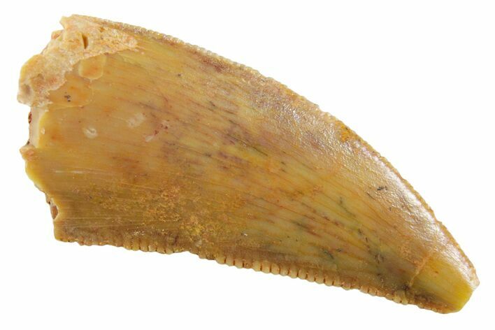 Serrated Raptor Tooth - Real Dinosaur Tooth #355534